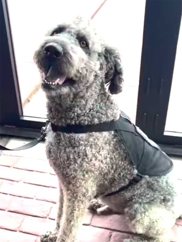 Duke the therapy dog, star of his own children’s book, to make special appearance at BCM June 29