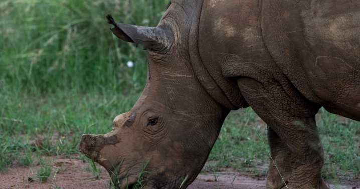 Conservationists are cutting off rhinos’ horns