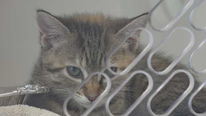 Guilford County Animal Services warns of contagious cat virus, limits intake