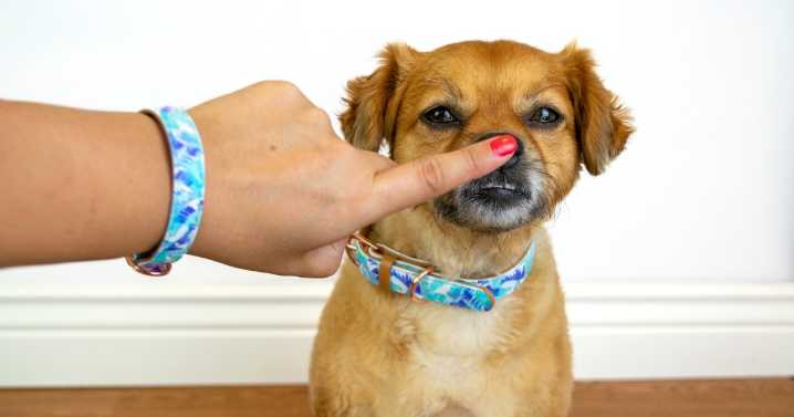 Twinning Is Winning: Amazon’s Best Matching Gear For Dogs & Their Humans
