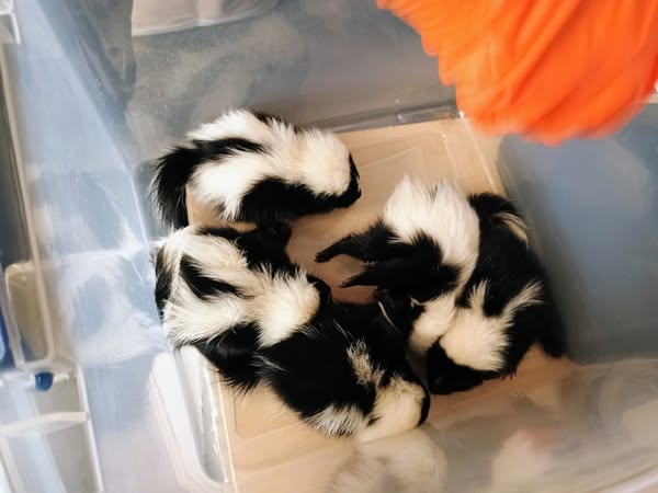 Pittsfield animal control officer rescues 6 abandoned baby skunks