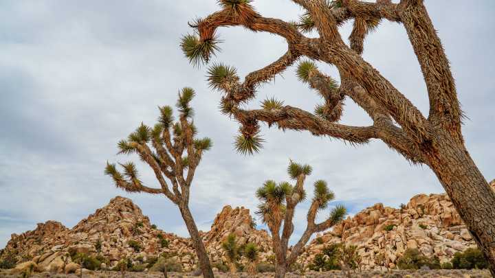 Eureka Fire: Roads closed in Joshua Tree National Park…