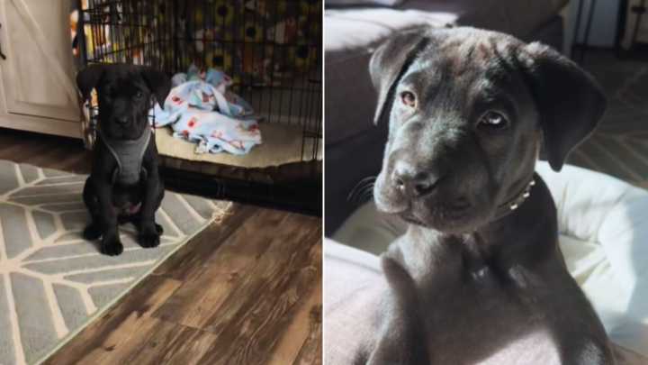 Florida Woman Took In A 'Black Labrador', But Then Later Learned That He Is Not What He Seems