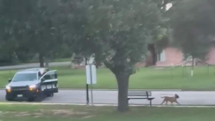 Brookshire officer suspended after cellphone video captures dog chase, shooting
