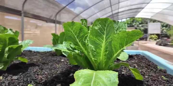 Feeding the family and the planet: Mari’s Garden’s sustainable success story