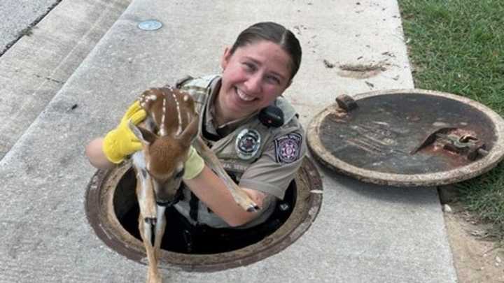Baby fawn rescued from storm drain by Leander Animal Services