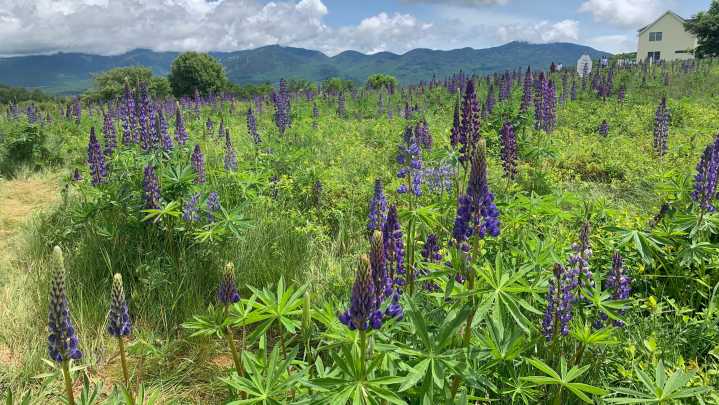 June is lupine season in the White Mountains. Where to see them