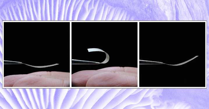 Scientists Create Living Plastic Alternative