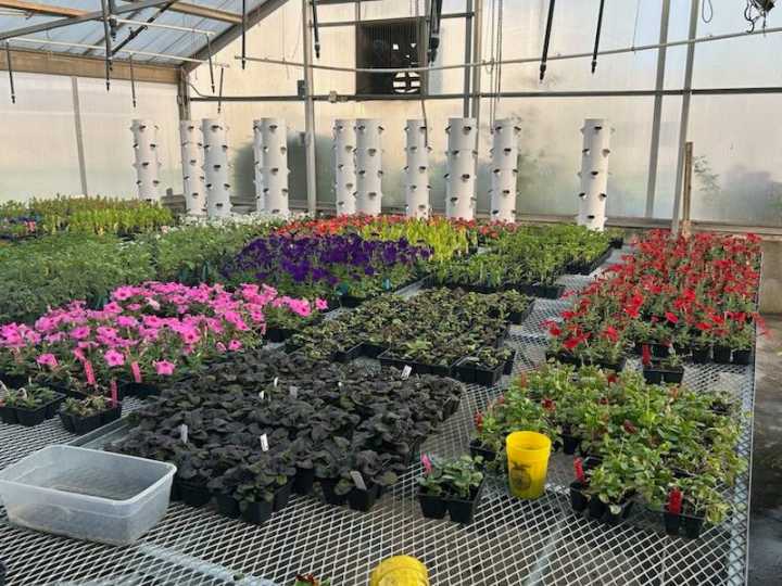 NLCC Greenhouse Sale set for tomorrow, offering discounted plants and hanging baskets