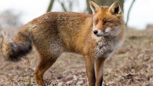 Rabid fox bites NC house inspector's foot, pet owners urged to get animals vaccinated