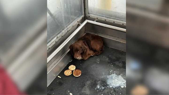 California Railroad Workers Were In Disbelief After Finding A Furry Surprise In Train Station Elevator