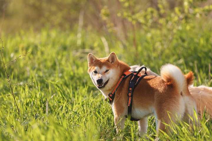 Elon and Trump’s Breakup Results In Hilarious Consequences For Dogecoin
