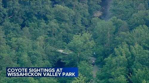 Group warns of coyote sightings and encounters in Wissahickon Valley Park in Northwest Philadelphia