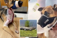 Family's dog 'Zeus' dragged into Florida pond by massive alligator and miraculously comes out alive