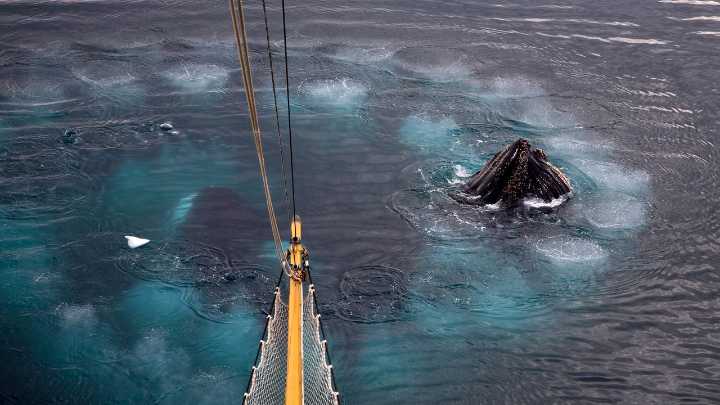 ¿Para qué sirven los misteriosos anillos de burbujas de las ballenas jorobadas?