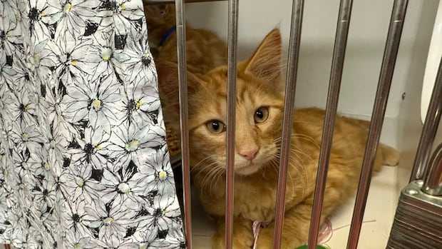 Dog attacks and feral cats: Here's how the City of Edmonton is revamping its animal bylaw