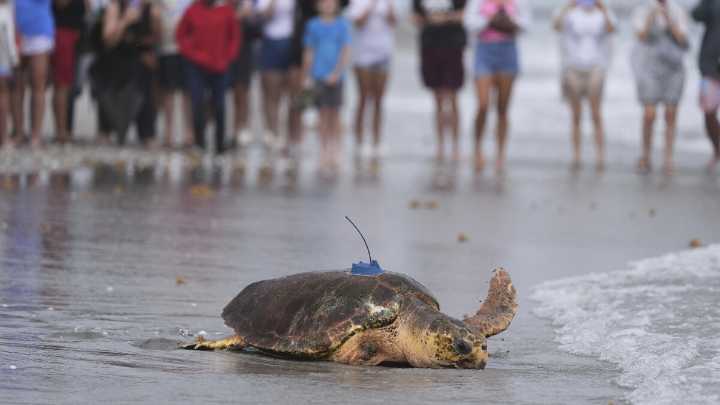 Sea turtle Dilly Dally released into the ocean with three flippers after undergoing amputation