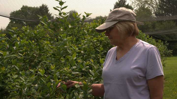 Pick-your-own berry season off to a slow start. What to know