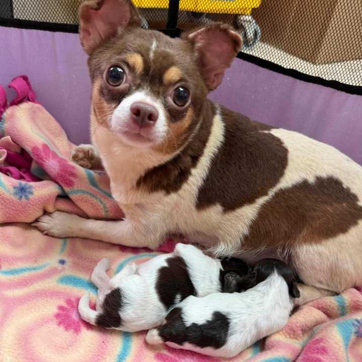 Rescatan a 101 perros en condiciones insalubres de una casa en Carolina del Norte