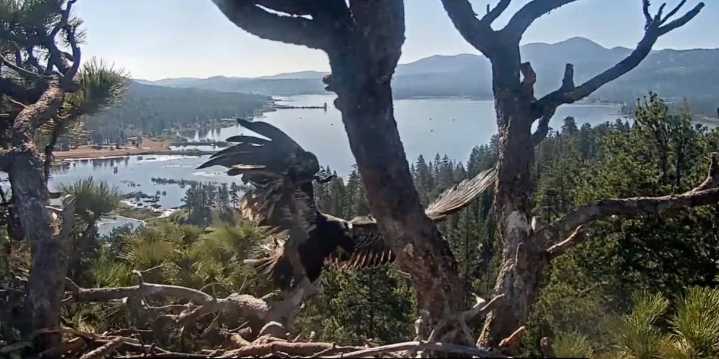 Big Bear Valley's Gizmo Soars, Marking End of Fledge Watch