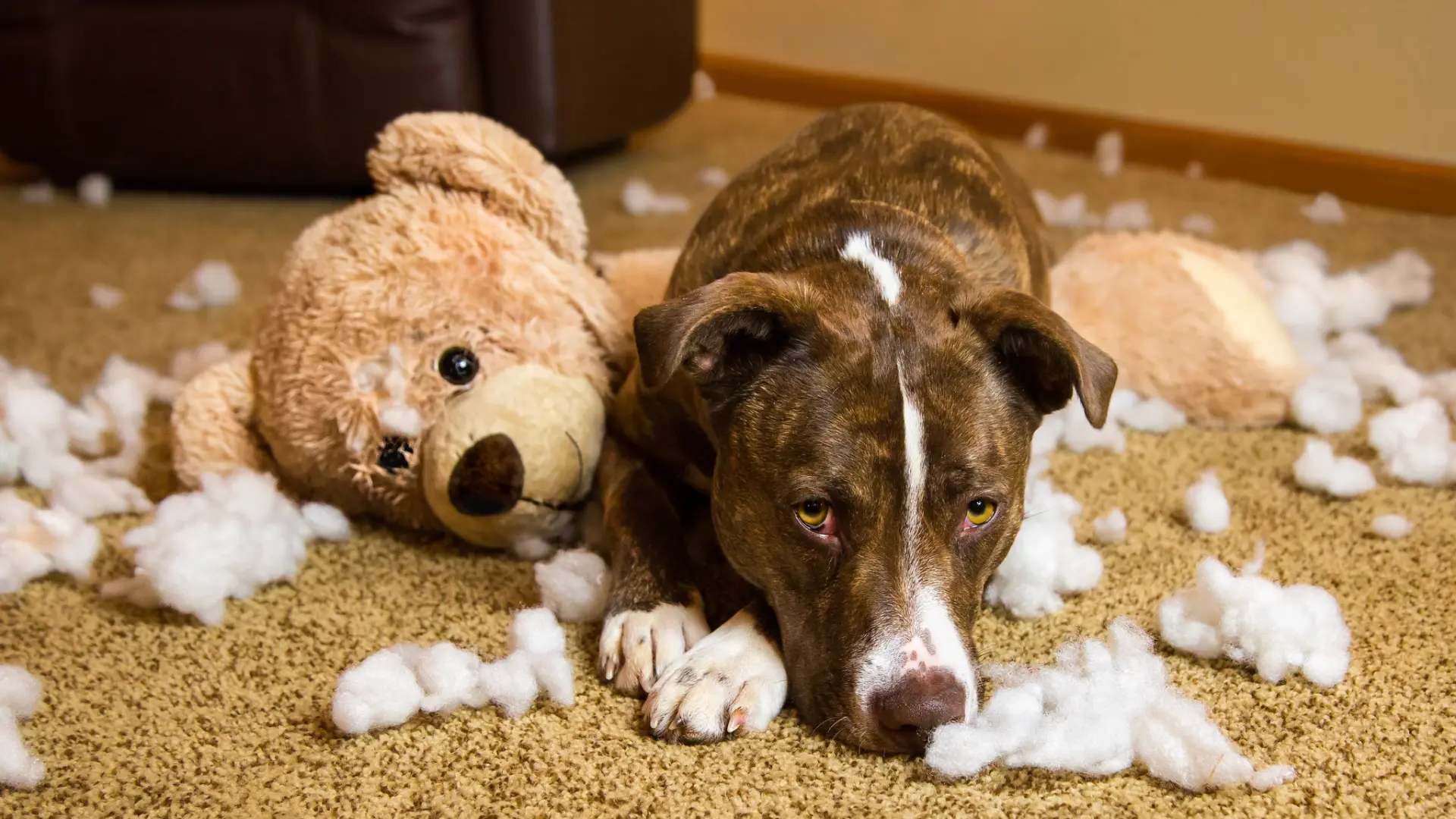 Comportamiento canino: ¿Por qué los perros rompen algunos juguetes pero otros no?