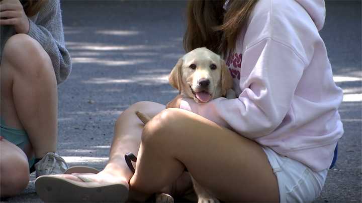 Cutest class of the semester: teacher instructs students in raising of guide dog puppies