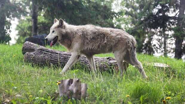 Winnipeg's Assiniboine Park Zoo welcomes family of 5 grey wolves from Vancouver