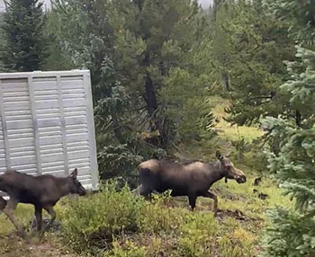 Cow Moose Aggression Prompts Warning for Northern Colorado Residents