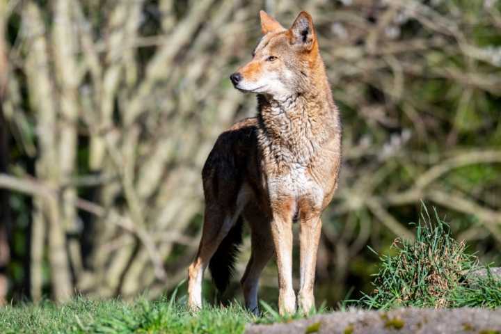 How gene editing can help today’s endangered species