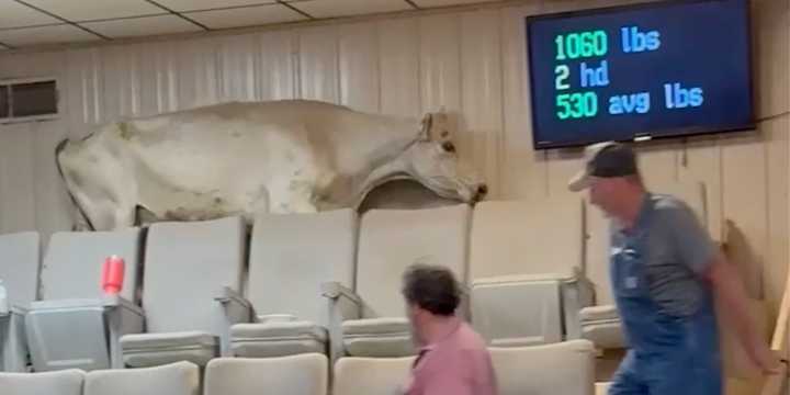 VIDEO: Cow wreaks havoc after escaping from auction sale ring in Arkansas