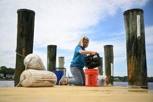 US oyster gardeners rebuild nature’s own water