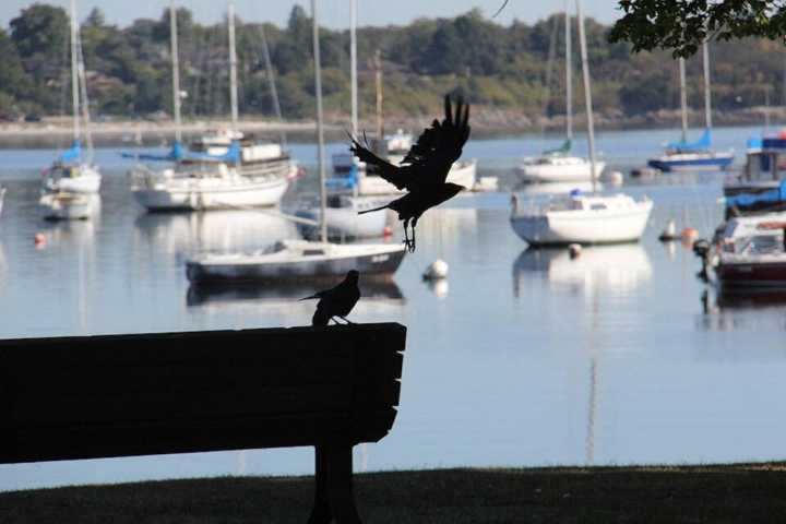 ‘Angry birds', B.C. edition: Crows dive-bomb in fierce nesting defence