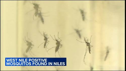 Mosquito virus: Mosquitoes test positive for West Nile Virus in Niles, Illinois health officials say