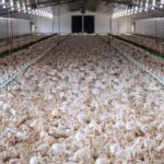 Bird flu detected in poultry at Maricopa County farm in 4th Arizona case in 2025