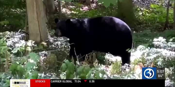 Bill to assess Connecticut’s bear problem stalls on senate floor