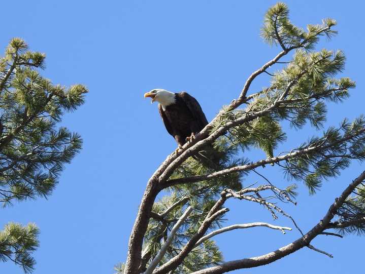 Nesting Bald Eagle Closure at Wyandotte Campground