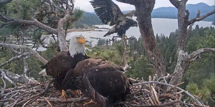 Famous Big Bear Valley eaglet Sunny leaves the nest