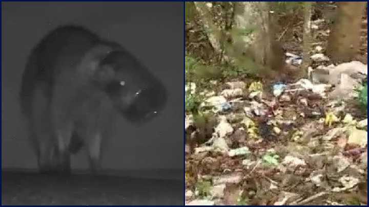 Port Orange dumping site causes concerns for wildlife safety