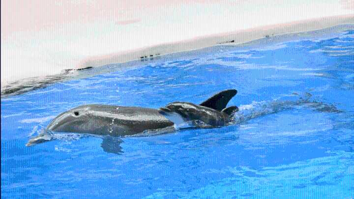 Bottlenose dolphin born at Brookfield Zoo Chicago