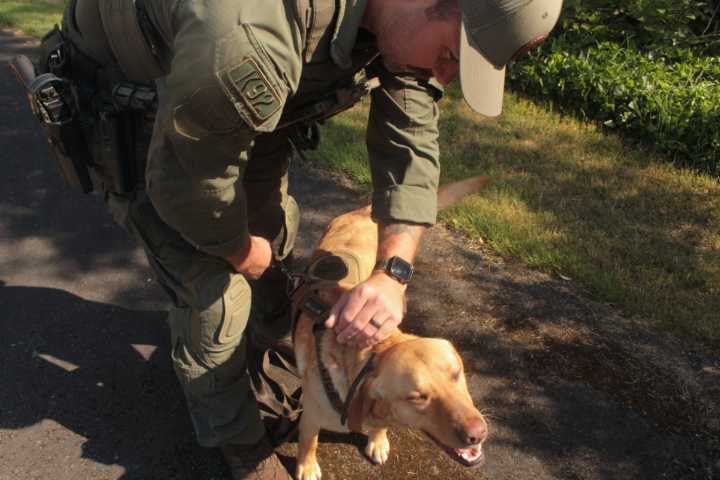VIDEO: Cunning canine joins Greater Victoria bomb detection beat