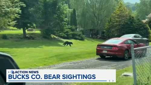 Bear spotted running through neighborhood in Langhorne, Bucks County