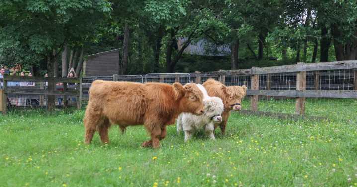 Fluffy highland calves zoom around their new home at Nashville Zoo