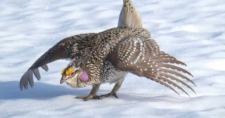 UW Researchers: Sharp-tailed grouse in south-central Wyoming potentially a distinct subspecies