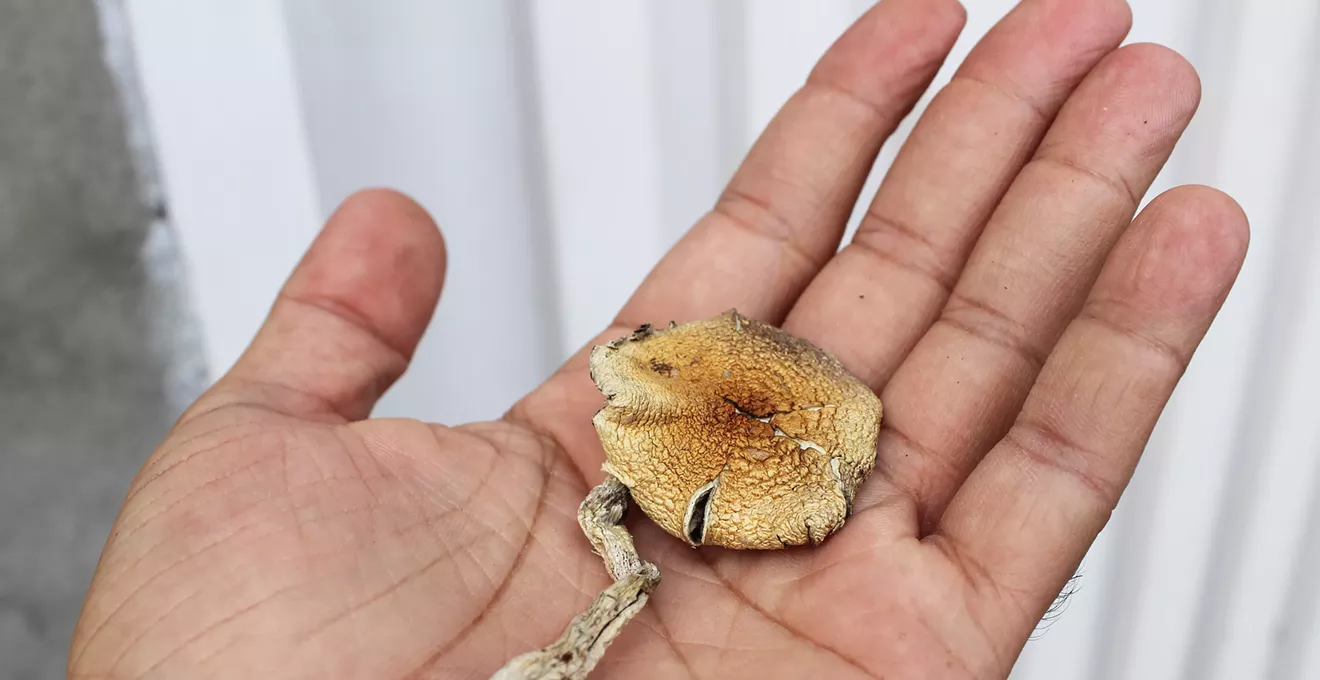 Can I Legally Trade Cannabis for Magic Mushrooms in Colorado?