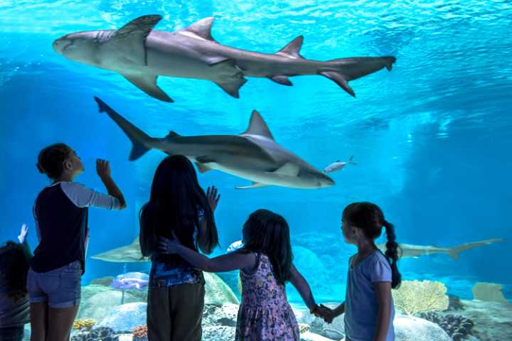 Ranking Arizona: Top 10 indoor entertainment attractions for 2025