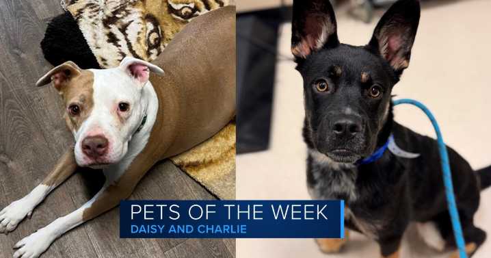 Adoptable animals Daisy and Charlie are looking for homes ahead of California Adopt