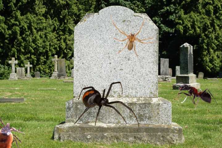 Deadly Texas: The Lone Star State’s Most Dangerous Insects & Arachnids