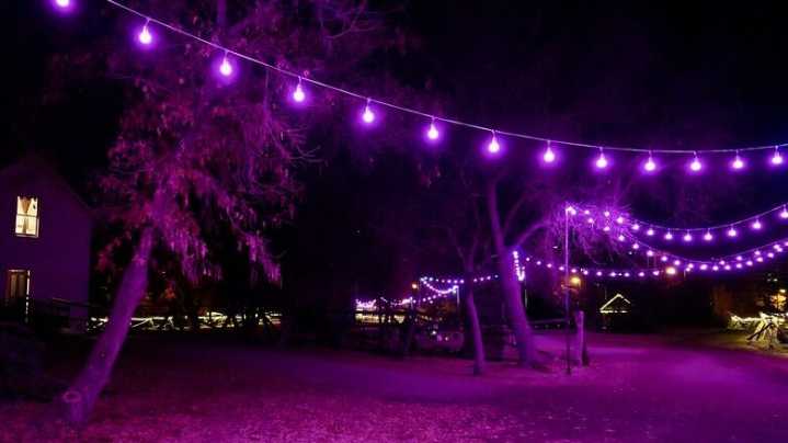Winnipeg Wonders: How Many Mennonites Does it Take to Change a Purple Lightbulb?