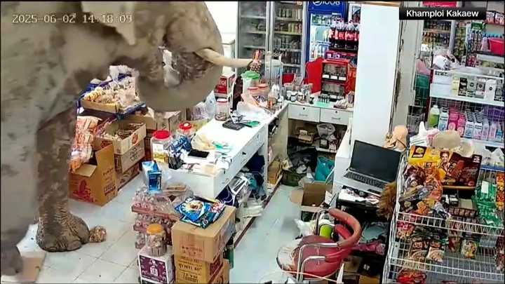 A hungry wild elephant raids a grocery store in Thailand for snacks