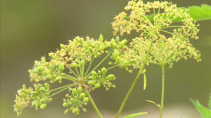 Dallas warns of poisonous plant found at White Rock Lake